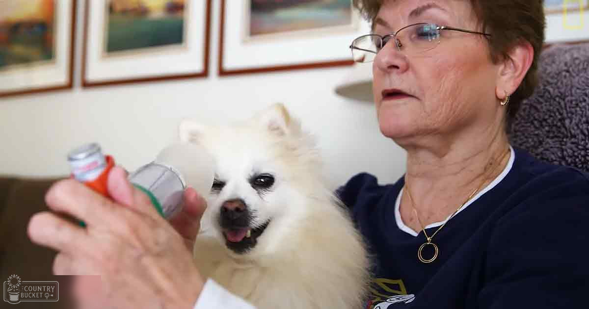 An older adult female holding a white Pomeranian dog indoors with natural daylight and framed artwork on the wall, suggesting a home environment.