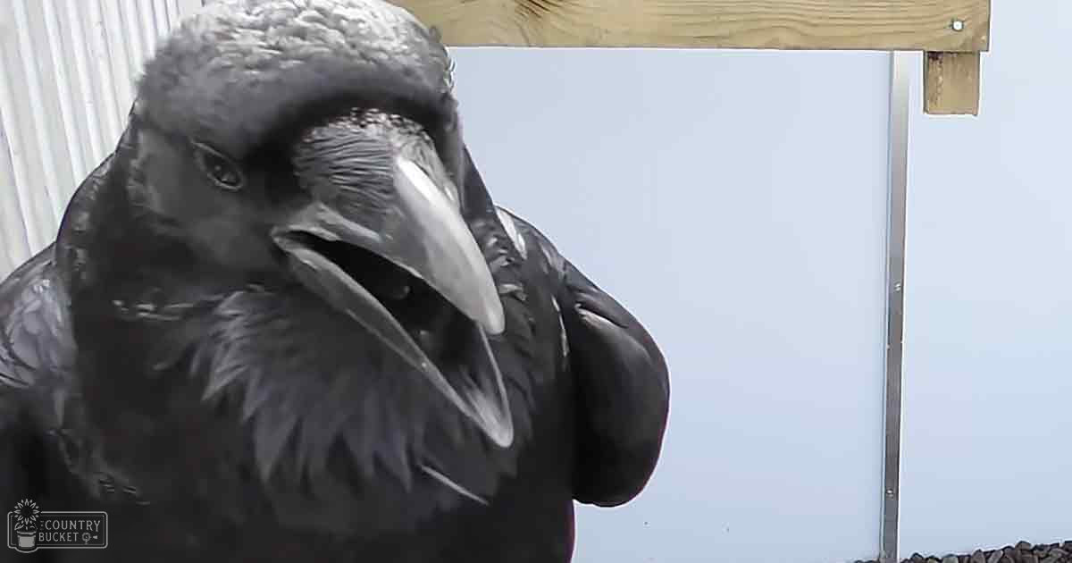 A crow with a large, curved beak stands near a corrugated metal building under daylight.