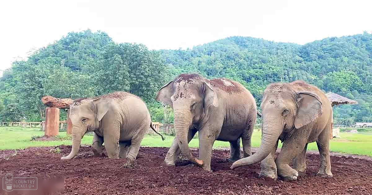 Three adult Asian elephants in a grassy field with trees and hills, midday lighting, natural vegetation, warm or temperate season.