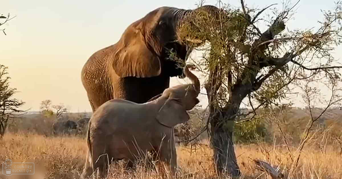 Two elephants in an open savanna landscape with dry grasses and scattered trees at dusk.