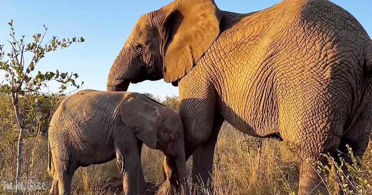 African elephants in a savanna, juvenile elephant with its mother, dry season, warm golden light, sparse vegetation.