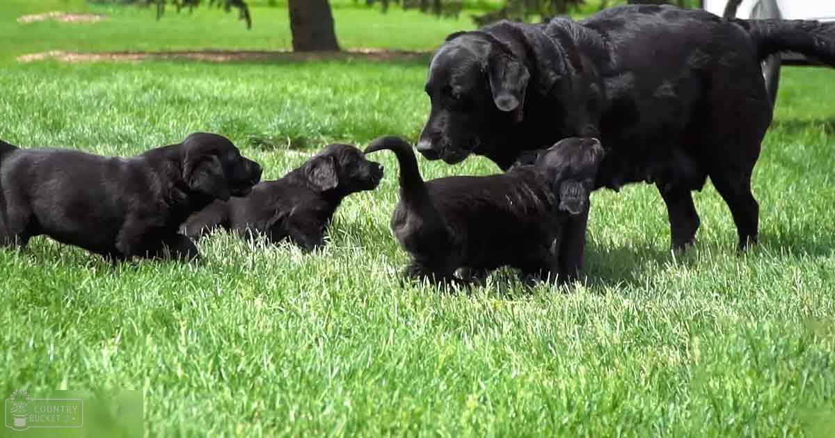 A group of black Labrador puppies with their mother in a bright, outdoor grassy area surrounded by trees. The season appears to be spring or summer due to the lush greenery and bright daylight.