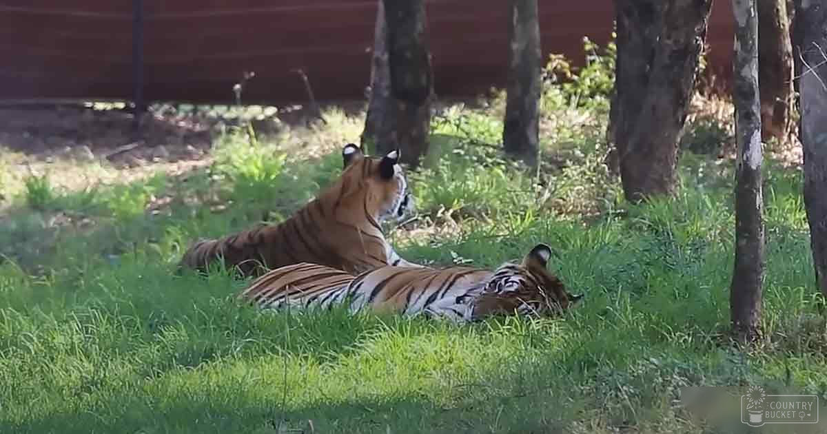 Two adult tigers with orange fur and black stripes resting on grassy ground near trees under natural daylight, suggesting an outdoor wildlife setting.