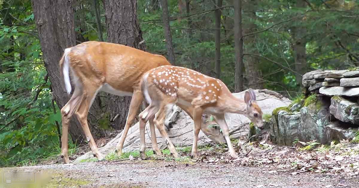 A white-tailed deer with a fawn in a lush forest setting, late spring or summer day, natural sunlight filtering through trees.