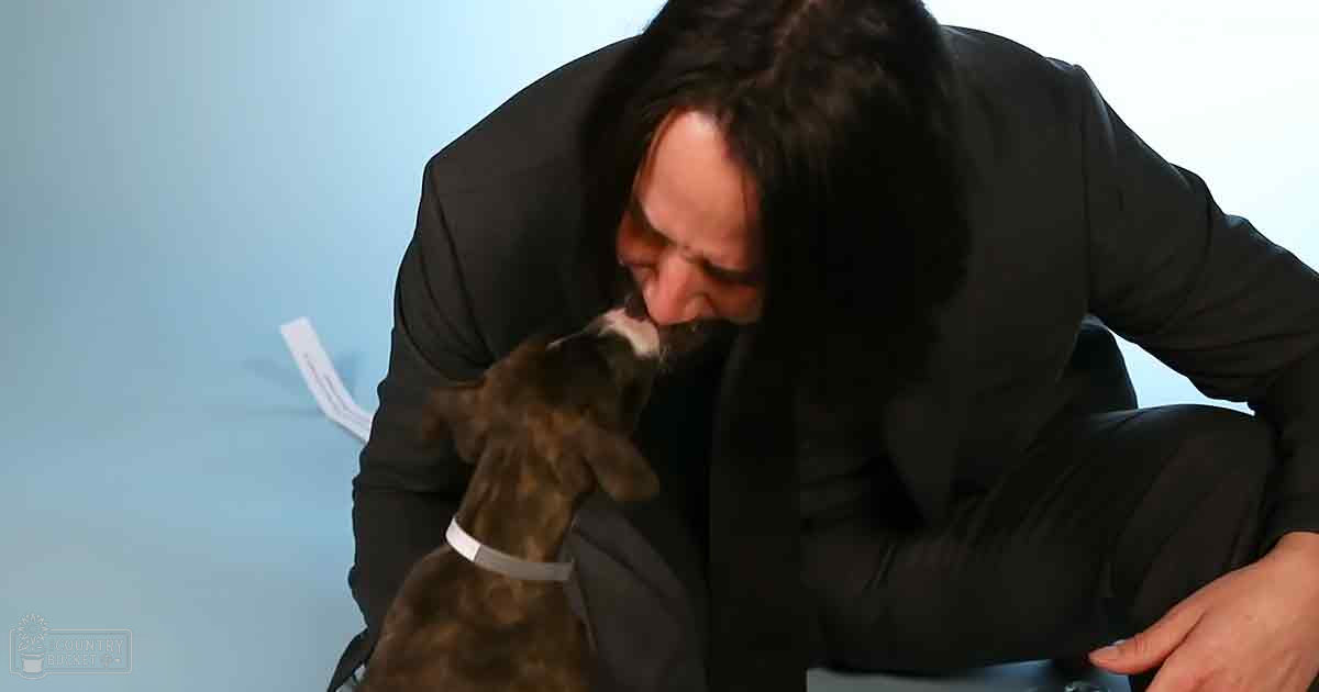 An adult male interacting with a Boxer dog in an indoor setting, light blue walls and natural daylight visible.