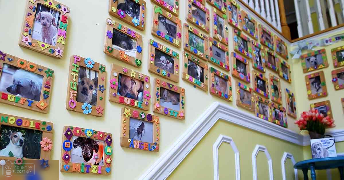 Various pet photos of dogs and cats in wooden frames displayed indoors with a small table holding red flowers.