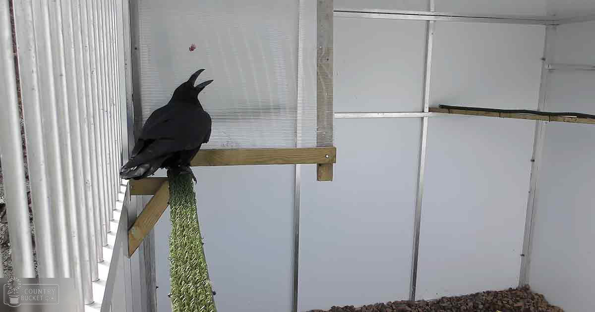 A crow perches indoors amidst wooden beams, a hanging green rope, and soil or gravel. The setting suggests an enclosed space like a greenhouse.