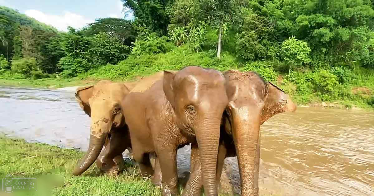 Three elephants near water in a lush tropical or subtropical environment with dense foliage and clear blue skies during summer.
