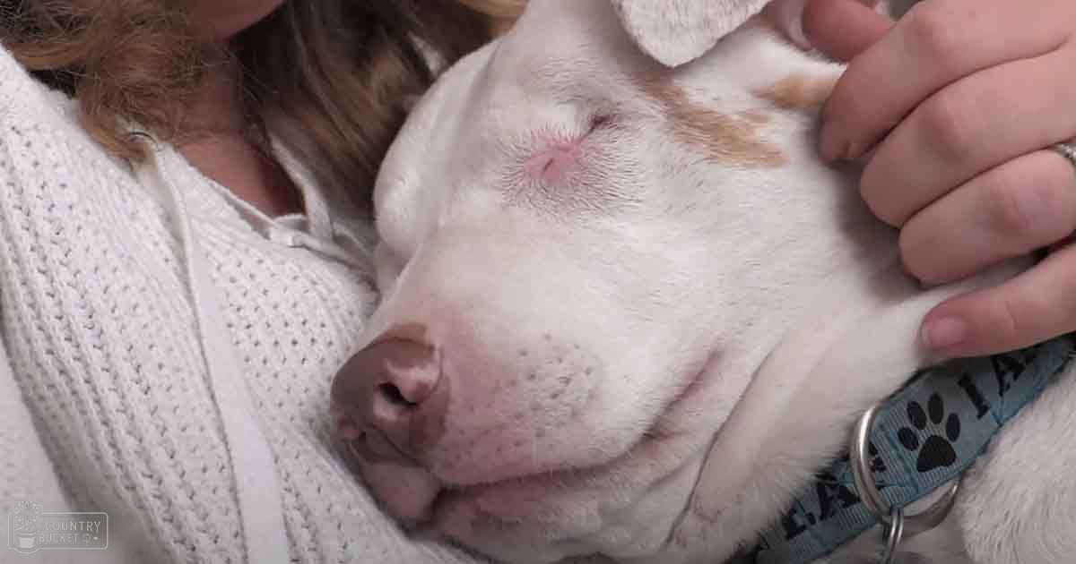 A person with long hair, wearing a white knitted V-neck sweater indoors, holding an American Pit Bull Terrier with white fur and brown markings around eyes and ears. The dog wears a blue collar with paw prints.