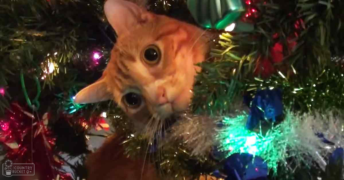 An orange tabby cat with large eyes and visible whiskers, indoor scene decorated for Christmas.