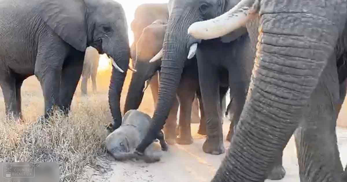 A baby elephant lying on its side in an open savanna with several adult elephants nearby under warm morning or late afternoon light.