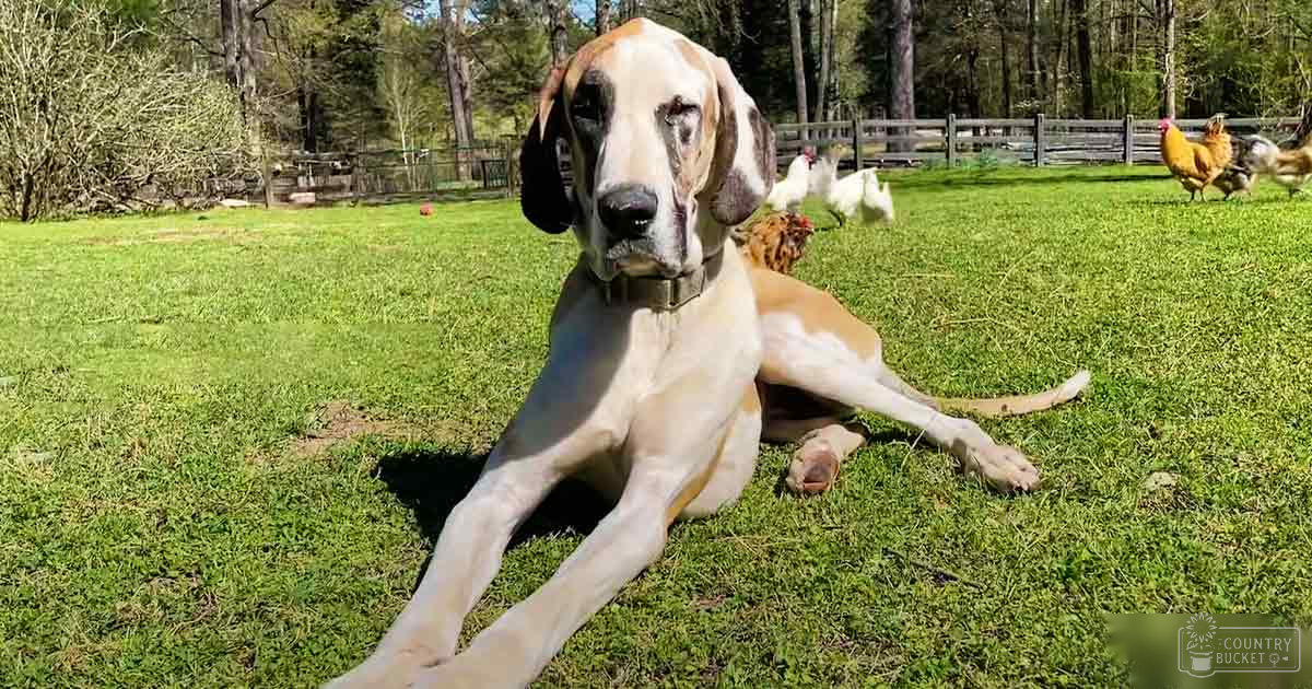 A Great Dane dog with light brown fur and white markings lies in a grassy rural farmyard, surrounded by free-roaming chickens under bright daytime lighting.