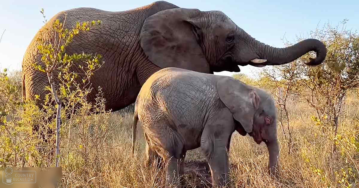 Two elephants, adult with large ears and raised trunk, juvenile standing close by in a savanna setting at late afternoon light.