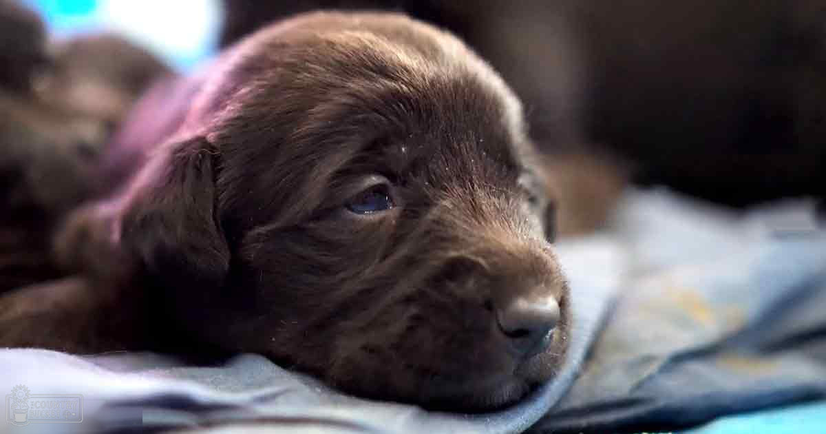 A chocolate Labrador puppy with dark brown fur, lying on a soft surface covered by a blue fabric in an indoor setting with natural light.