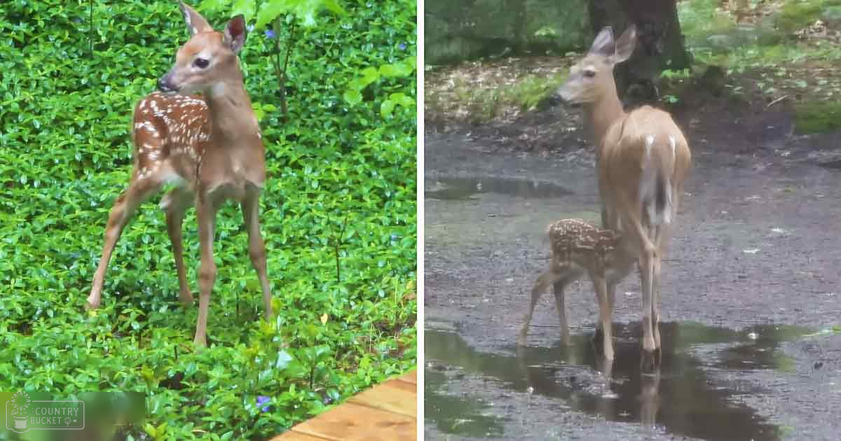 Two young fawns with light brown fur and white spots, one in lush green foliage and another near a muddy path in an outdoor forested environment.