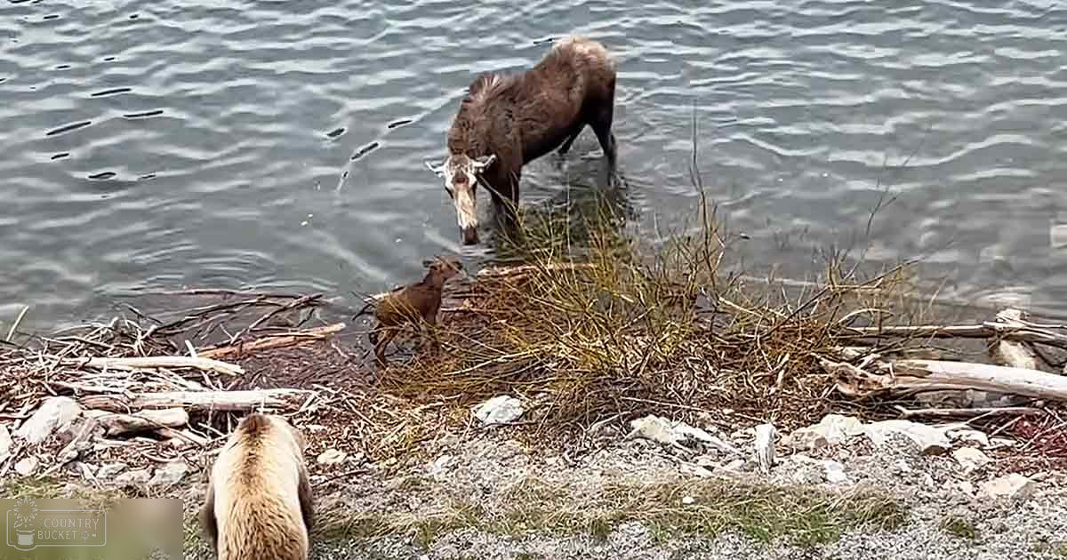 A moose with brown fur and white markings near a body of water; another reddish-brown animal possibly a deer or juvenile moose stands close by, while a light brown bear cub is also present. The setting is outdoors on grassy terrain near what appears to be a lake or riverbank in late autumn or early spring with patches of snow.