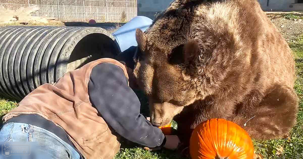 An adult male bear interacts with a partially eaten orange pumpkin in an outdoor zoo-like setting, likely autumn due to the attire and presence of grass and fencing.