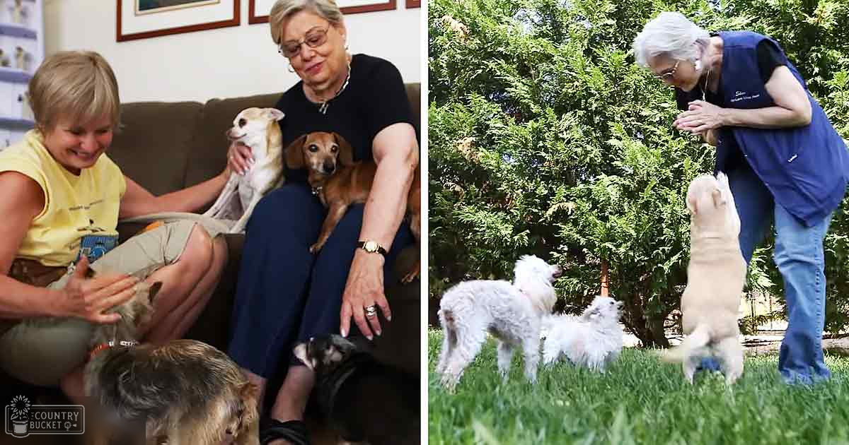 An older adult woman interacting with dogs in an indoor setting and a garden scene; small white dog with brown markings, brown dog lying on her lap, other small dogs partially visible. Indoor furniture includes a brown couch, home decor items like picture frames and shelves.