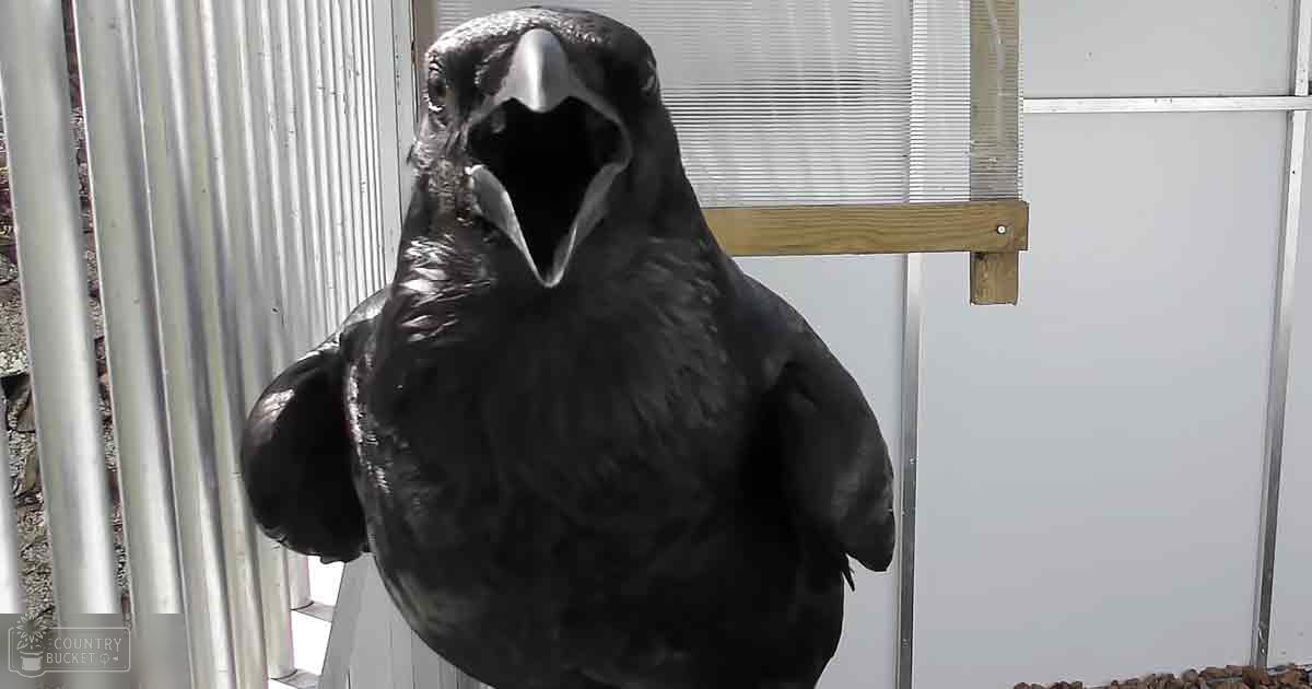A crow with dark plumage stands indoors near a window with blinds, metal structure visible on left.