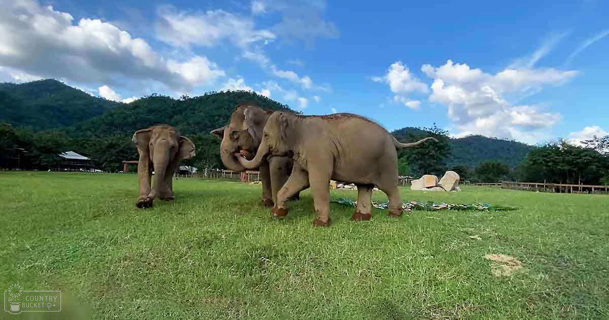 Three elephants in a lush, green grassy field with mountains under partly cloudy skies during midday spring or summer.