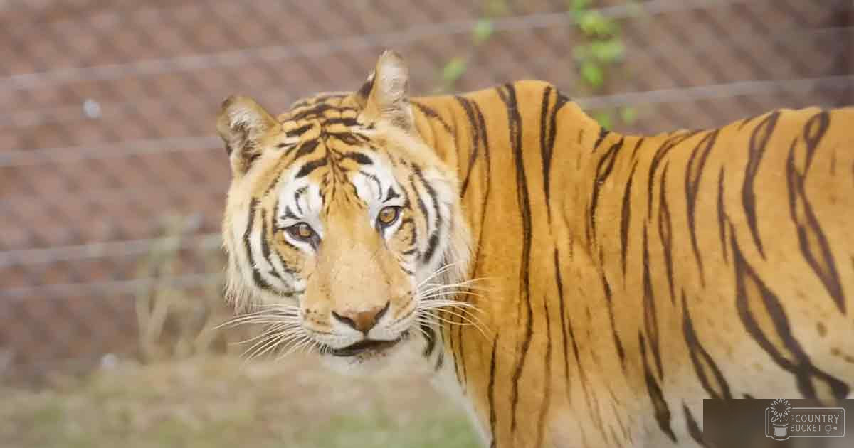 A tiger with distinct black stripes on its golden-yellow coat, standing outdoors within an enclosure at a zoo or wildlife sanctuary.