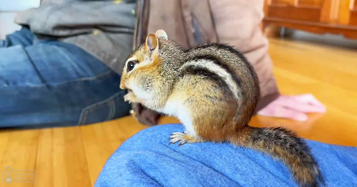 A chipmunk perched on a blue garment indoors, with wooden flooring and furniture suggesting a living room setting. Daylight illuminates the scene.