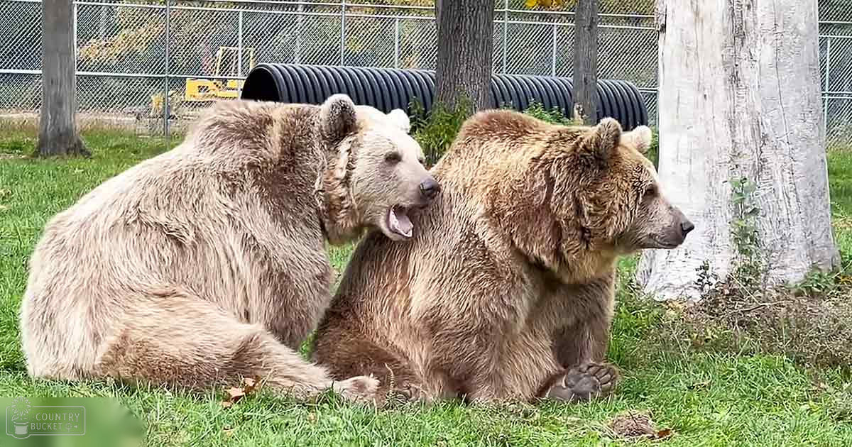 Two adult brown bears in a zoo enclosure with trees and fencing, natural daylight setting
