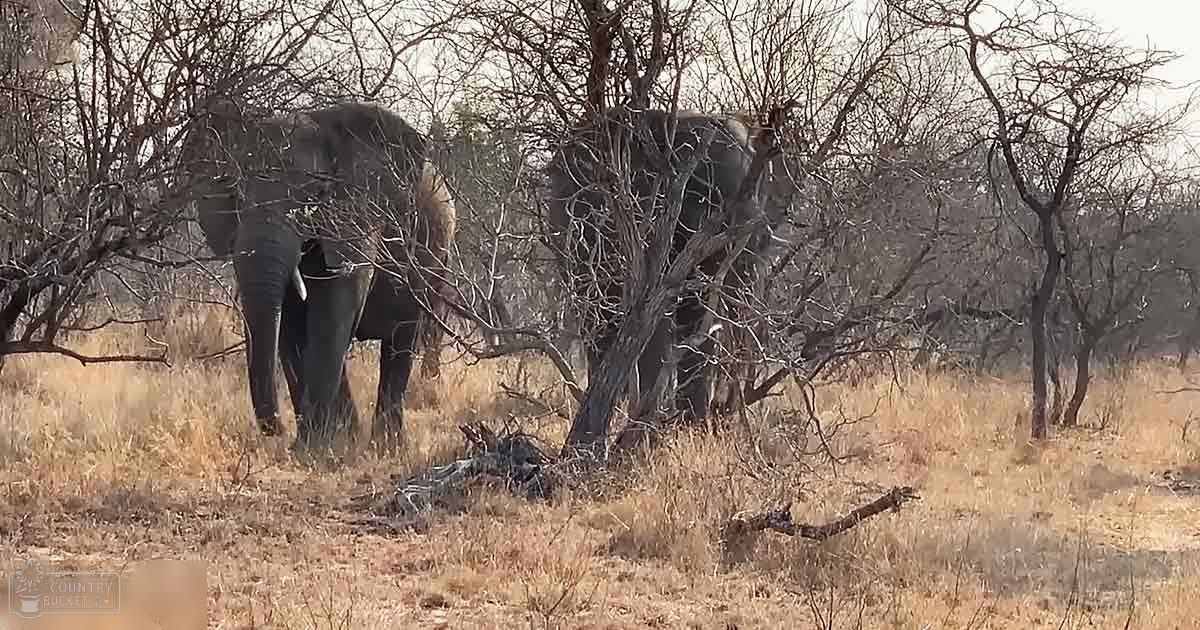 Two African elephants with adult age in a savanna landscape during late summer or early autumn, under clear daytime skies.