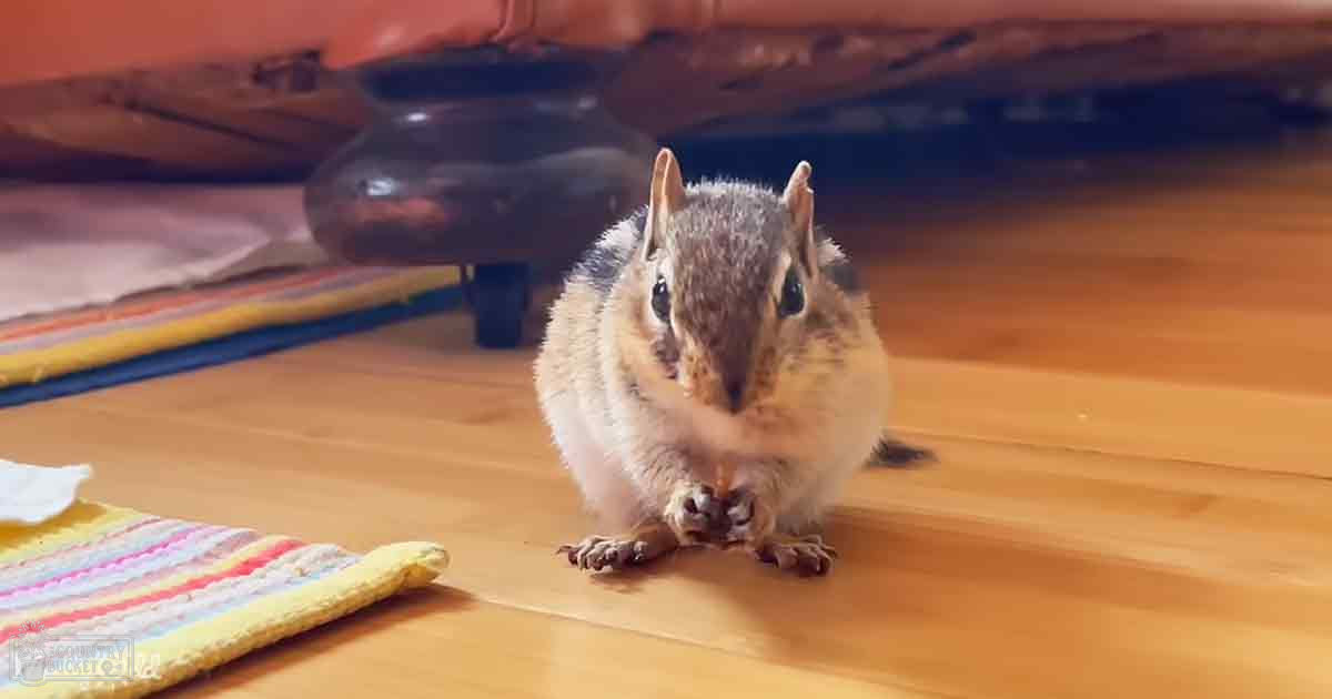 A chipmunk with brown fur and cheek pouches in a home setting with warm lighting.