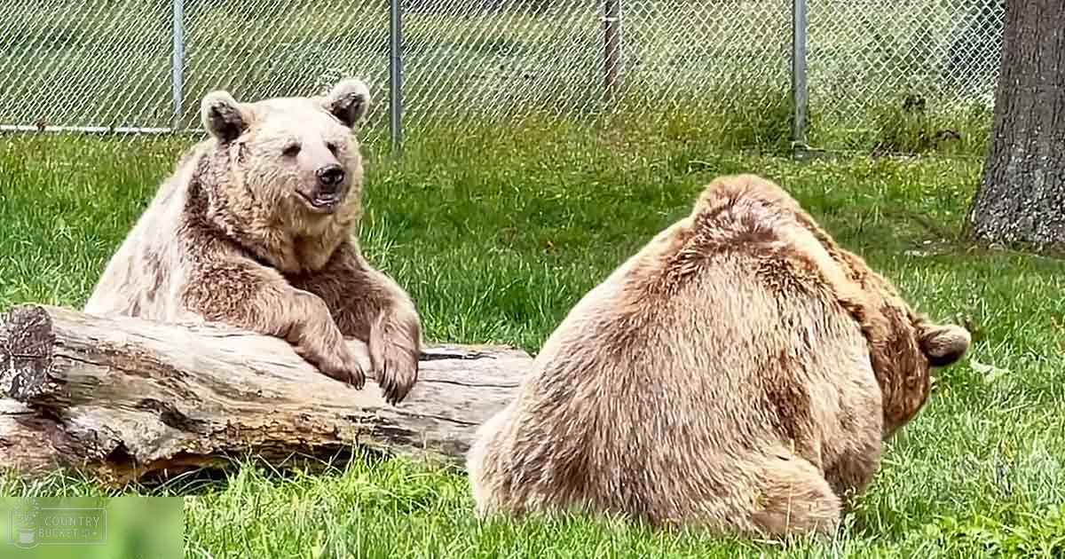 Two adult brown bears resting in a zoo enclosure during spring or summer with bright daylight, surrounded by green grass and a chain-link fence.