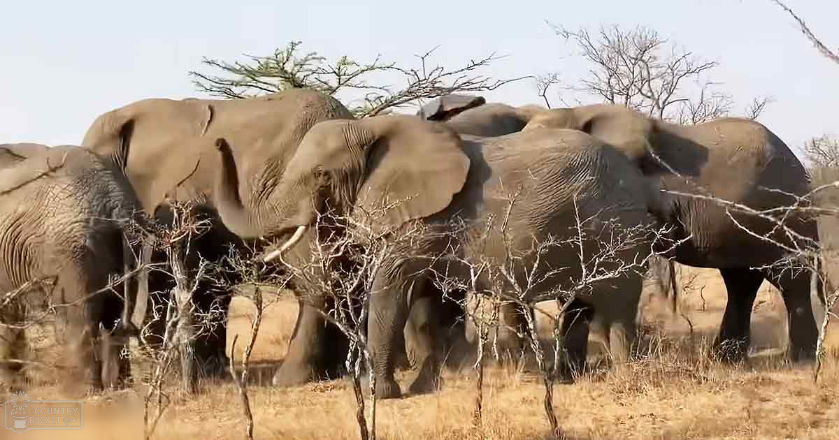 A herd of African elephants in a savanna setting during the daytime with dry grass and scattered trees, under clear skies.
