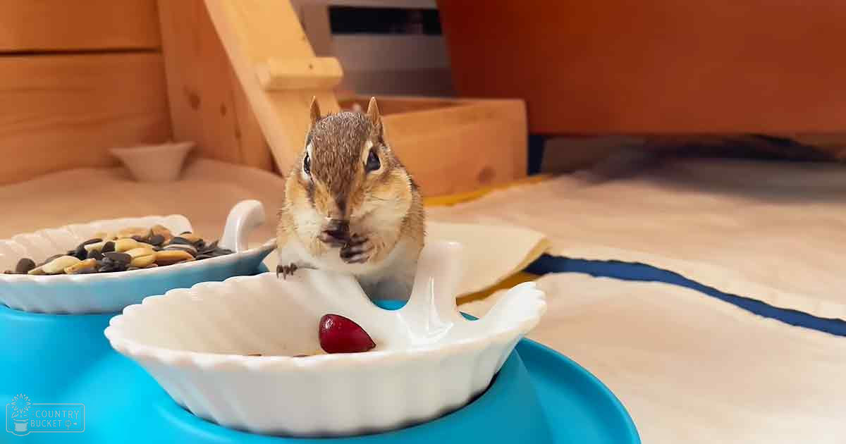 A chipmunk with brown fur and white underbelly, indoors on a blue plate holding two small bowls containing seeds and a red object, soft natural lighting suggesting daytime.