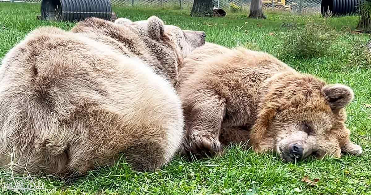 Two brown bears resting on lush green grass, surrounded by trees in a spring or summer setting with daytime light.