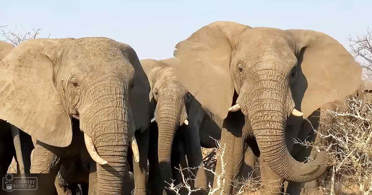 African elephants in a savanna setting with sparse vegetation under clear blue skies during daytime.