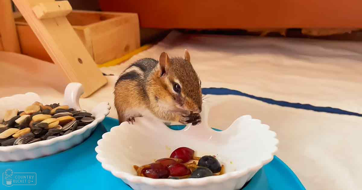 A chipmunk with brown fur and black stripes sits indoors near a bowl of mixed nuts and dried fruits, surrounded by wooden furniture.