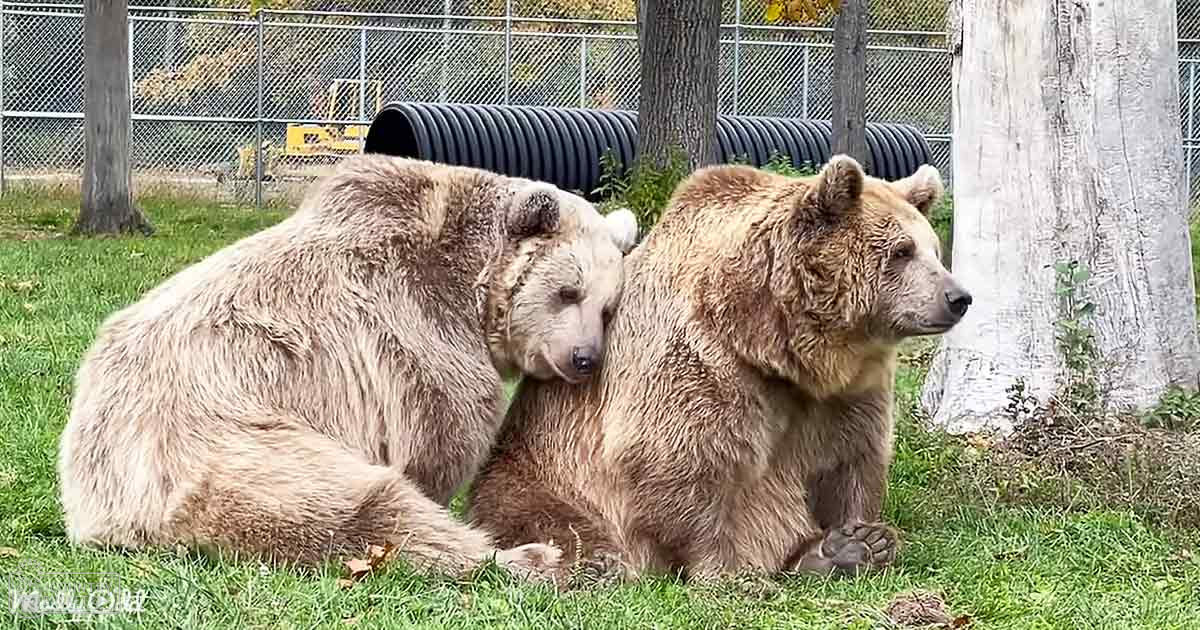Two brown bears in a zoo enclosure, surrounded by greenery under bright daylight.