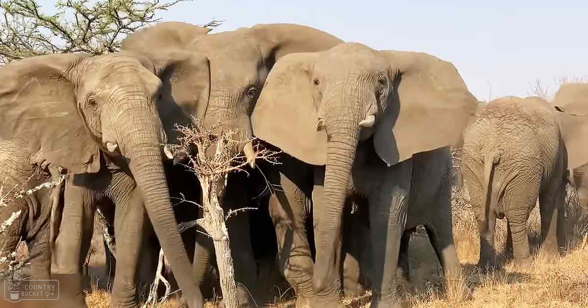A herd of African bush elephants with adults and younger individuals grazing on dry savanna grass under soft, late afternoon or early evening light.