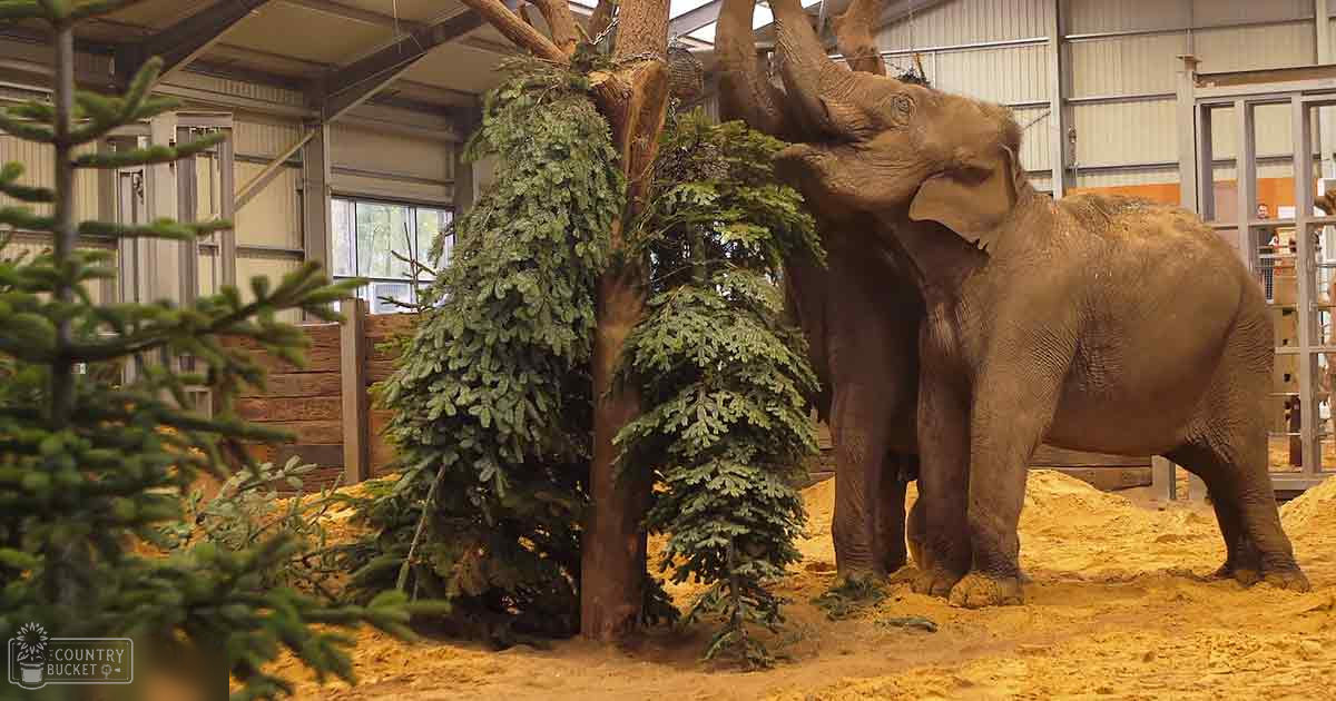 An adult African elephant with large tusks stands amidst trees, sand, and zoo structures. Christmas trees suggest winter season.