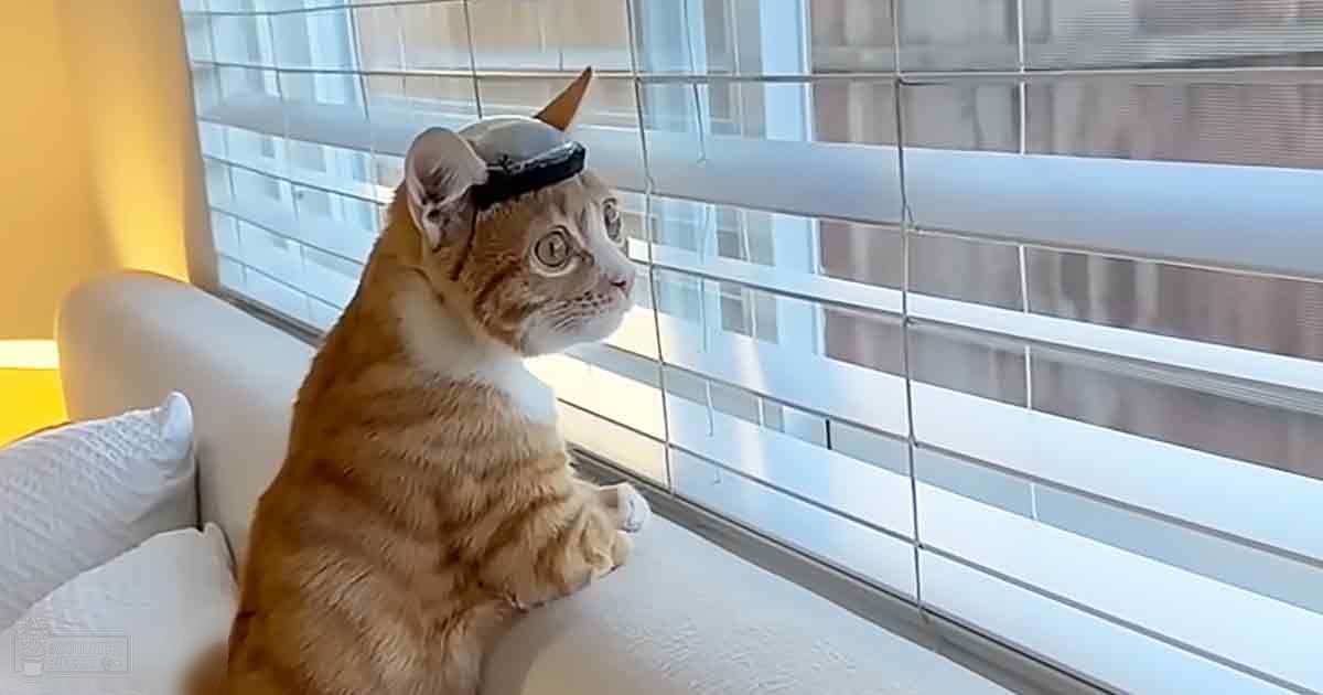 A tabby cat with orange fur and white markings sits on a light-colored sofa in an indoor home setting, illuminated by natural daylight.