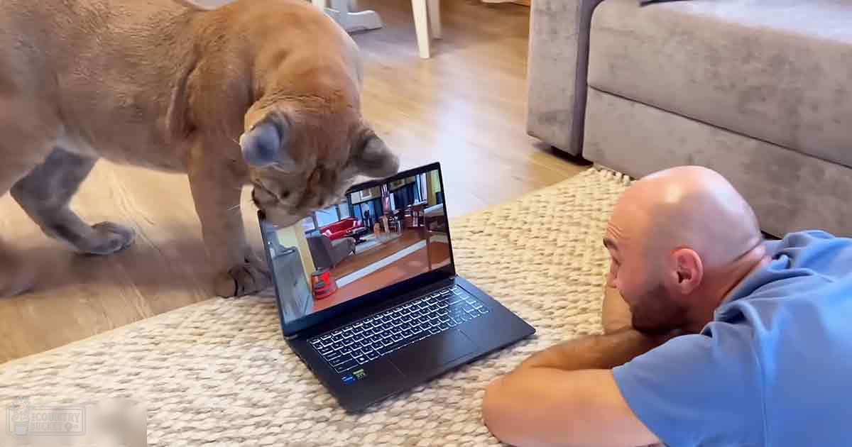 Adult male interacts with French Bulldog in a modern living room, light blue T-shirt, beige sofa, wooden floor, laptop on patterned rug.
