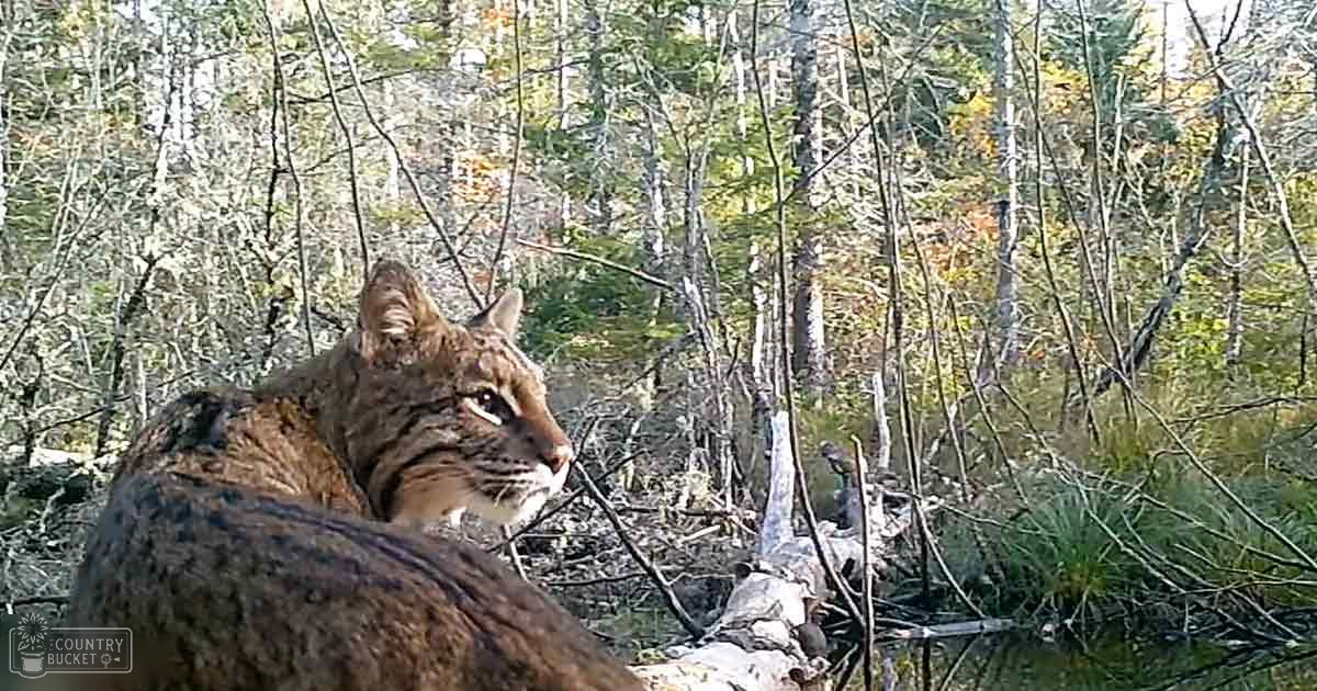 A bobcat with distinctive black stripes on its face and legs stands amidst a forest of various trees and underbrush during daytime in autumn, with yellowing leaves visible.