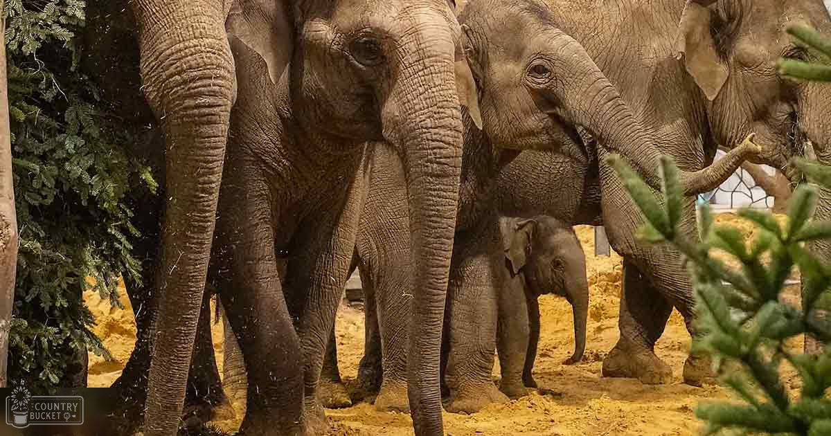 A group of Asian elephants in an enclosure at a zoo during winter with natural sunlight illuminating the scene.