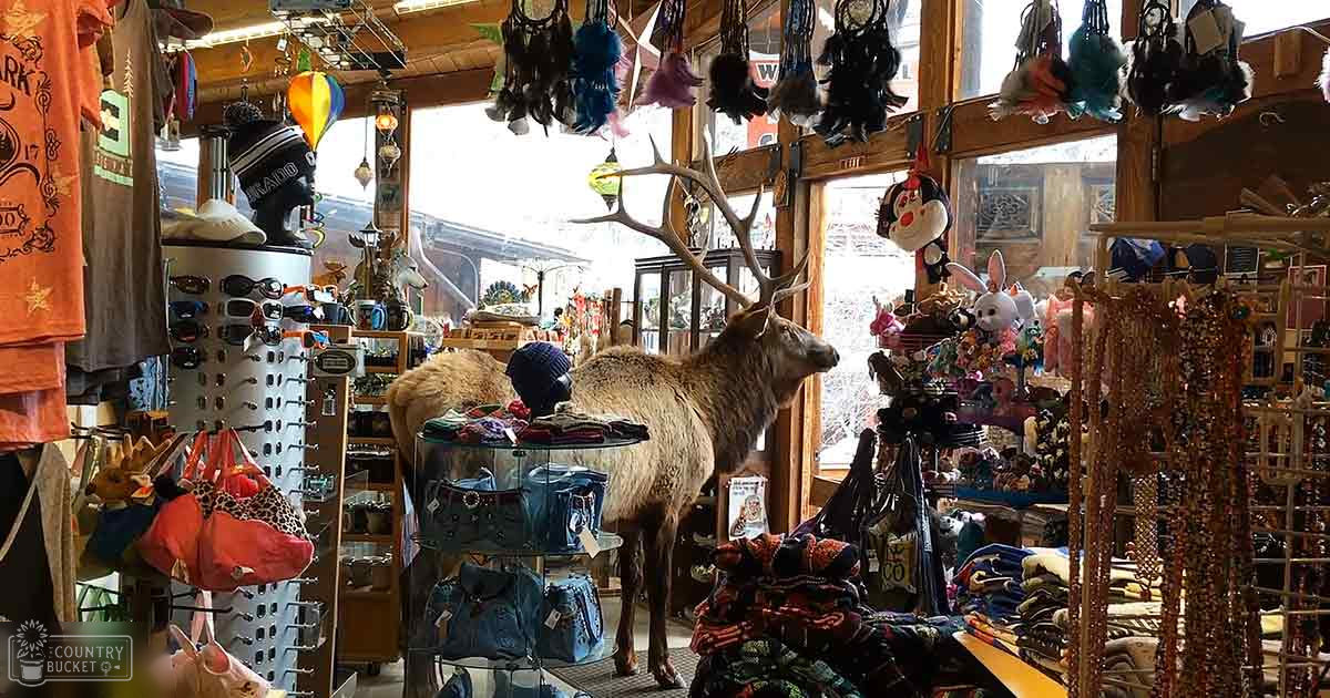 Taxidermy deer with large antlers and brown coat, displayed in a gift shop with wooden beams and natural light.