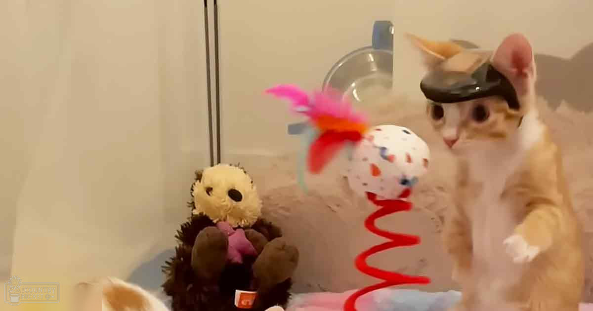 An adult tabby cat with orange fur and white markings on its chest and paws, indoors near a stuffed owl toy and colorful ball. Light-colored wall and reflective surface suggest possible bathroom setting.