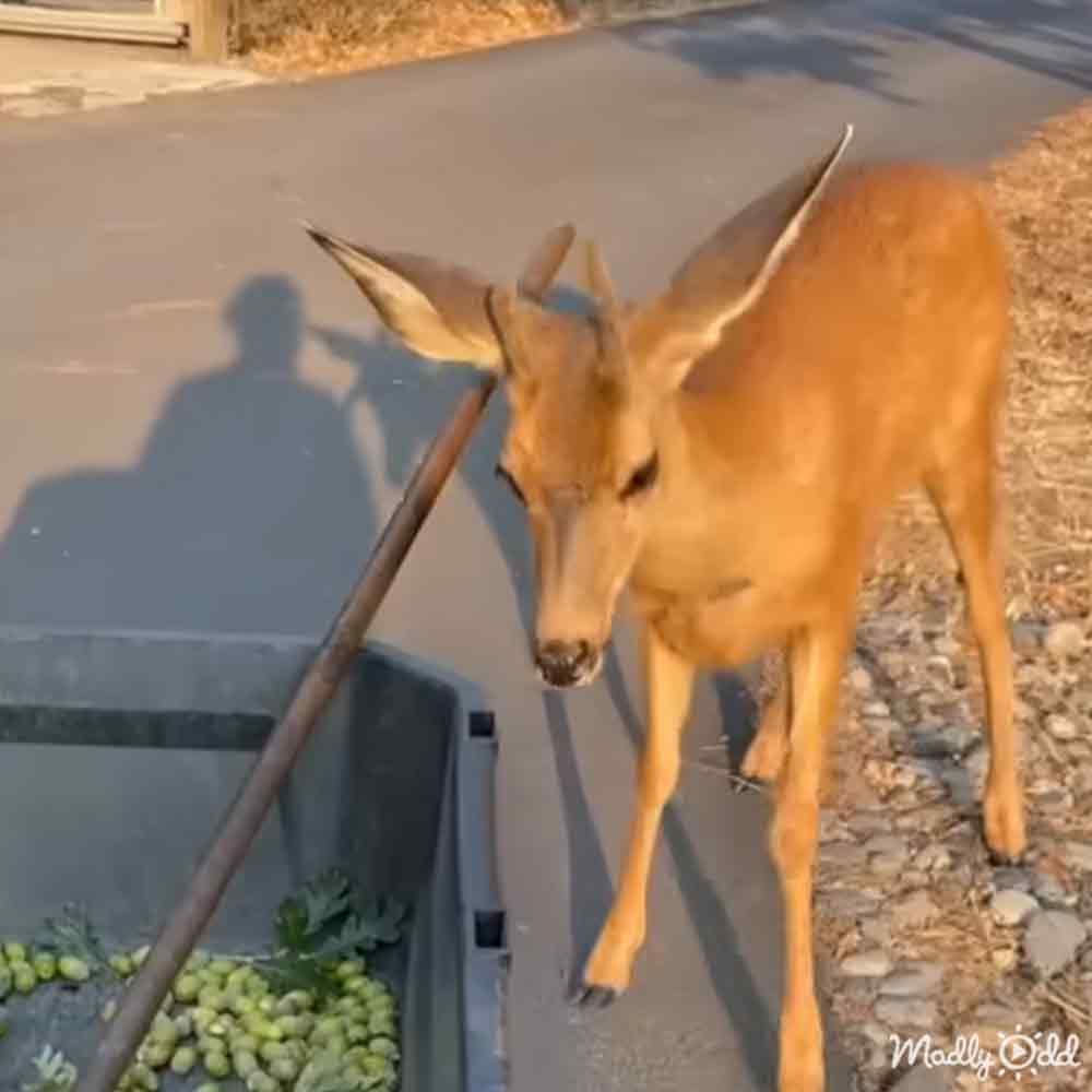 A deer with light brown fur stands outdoors near a building on dry grass in late summer or early fall under midday sunlight.