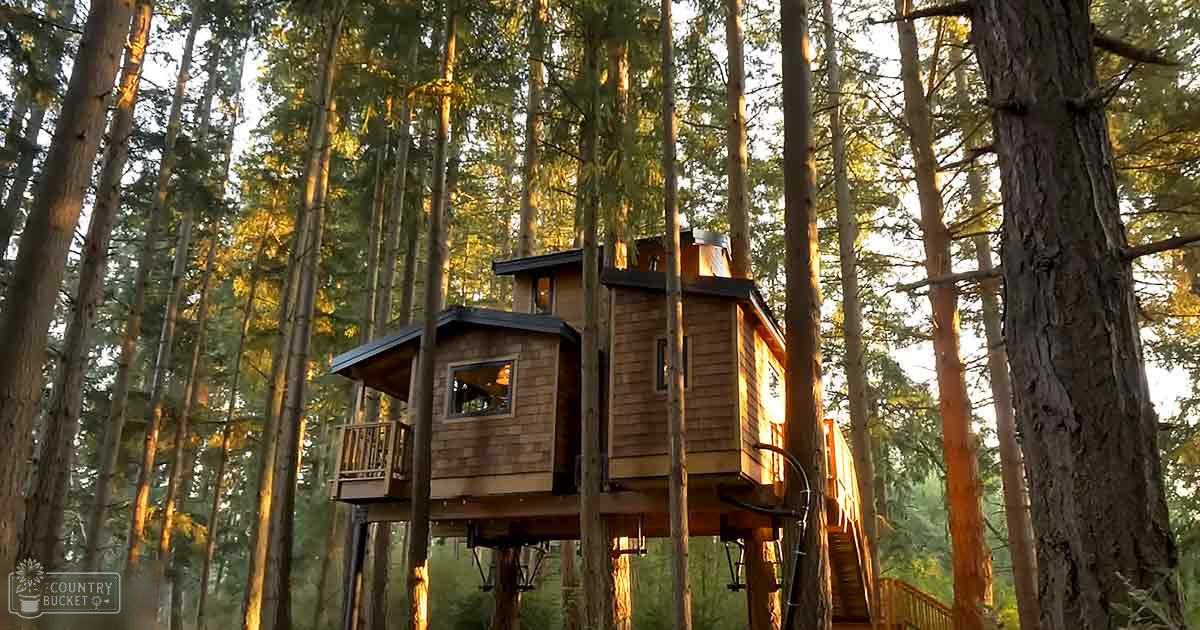 Two rustic wooden treehouses nestled among tall forest trees with warm golden light filtering through the foliage, creating a serene woodland atmosphere.