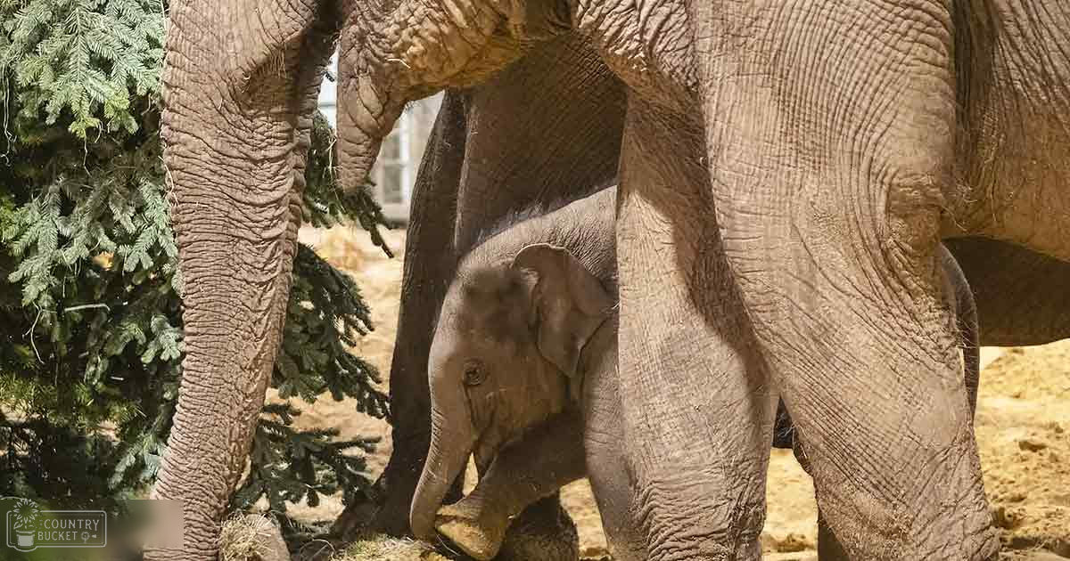 A baby African elephant, juvenile age, with an adult African elephant nearby in a zoo enclosure surrounded by greenery and trees during daytime spring or summer.