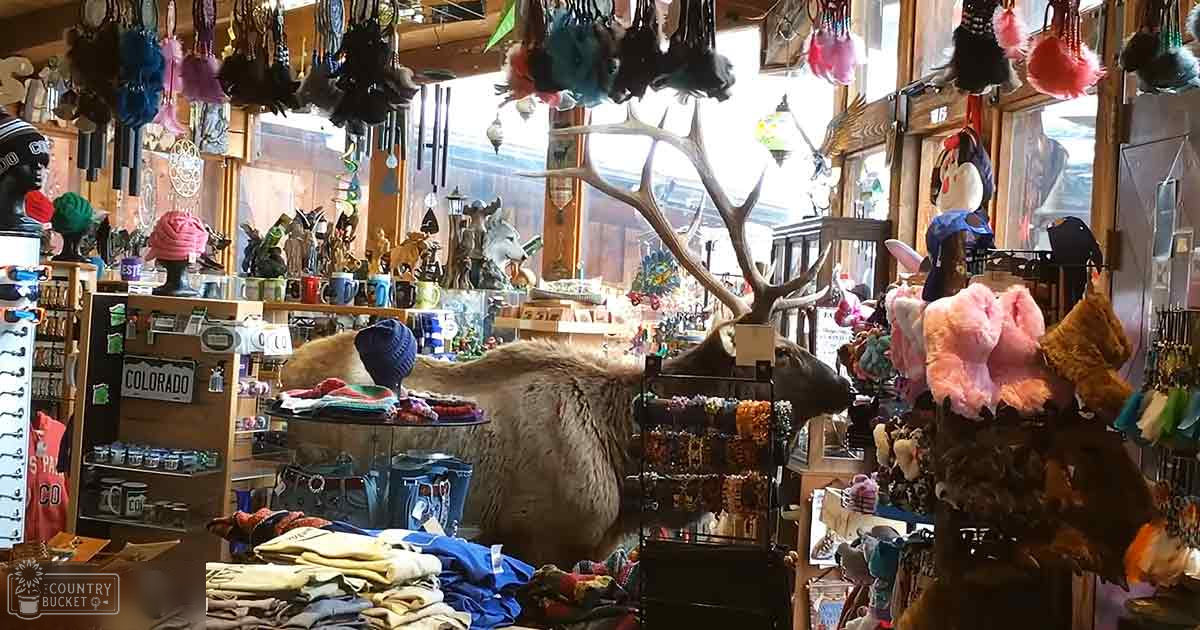 Taxidermied adult elk with large antlers in a gift shop filled with Colorado souvenirs, winter or early spring setting