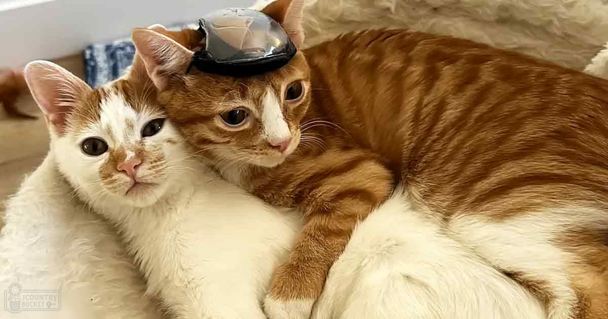 Two tabby cats with white and orange patches on a soft indoor surface.
