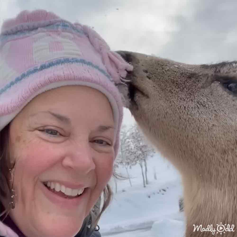 Adult female wearing a pink knit hat in a snowy outdoor setting with a reindeer nearby, likely during winter.